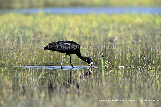 Openbilled Stork (Anastomus lamelligerus) - Bec-ouvert africain, Botswana (SAF-BIR-0111)