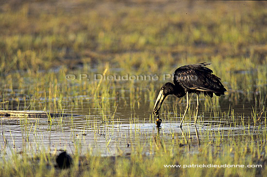 Openbilled Stork (Anastomus lamelligerus) - Bec-ouvert africain, Botswana (SAF-BIR-0112)