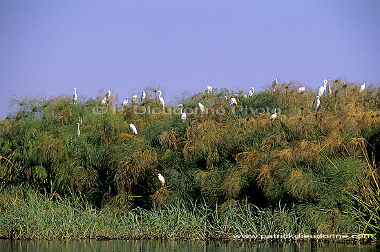 Great White and Little Egrets,Okavango, Botswana - Grandes Aigrettes et garzettes (SAF-BIR-0113)