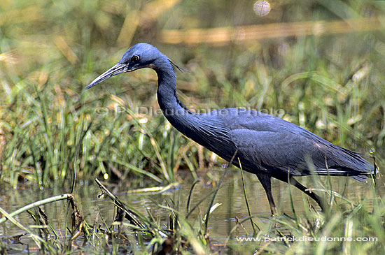 Slaty Egret (Egretta vinaceigula), Botswana - Aigrette vineuse (SAF-BIR-0119)