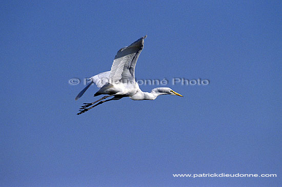 Great White Egret (Egretta alba),Okavango, Botswana - Grande Aigrette (SAF-BIR-0121)