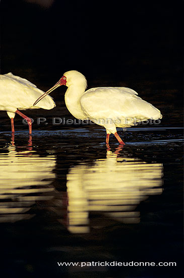 African Spoonbill (Platalea alba), Botswana - Spatule d'Afrique (SAF-BIR-0147)