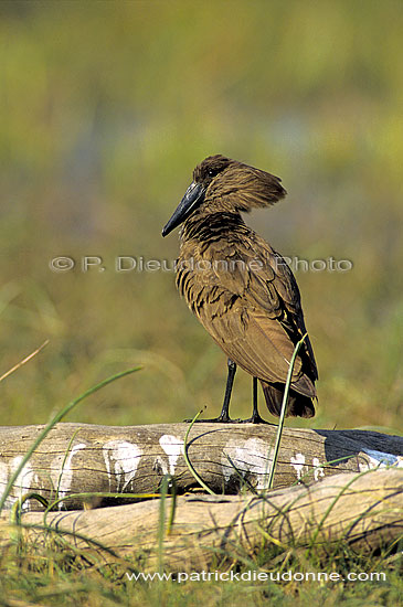 Hamerkop (Scopus umbretta) - Ombrette d'Afrique, Botswana (SAF-BIR-0148)