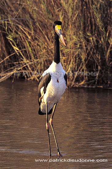 Saddlebilled Stork (Ephippiorynchus senegalensis), Botswana - Jabiru d'Afrique (SAF-BIR-0149)