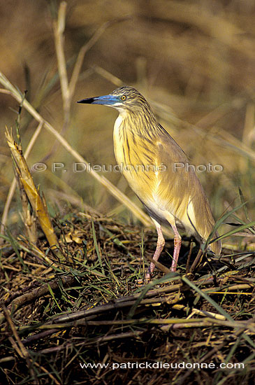 Squacco Heron (Ardeola ralloides) - Heron crabier, Okavango, Botswana (SAF-BIR-0150)