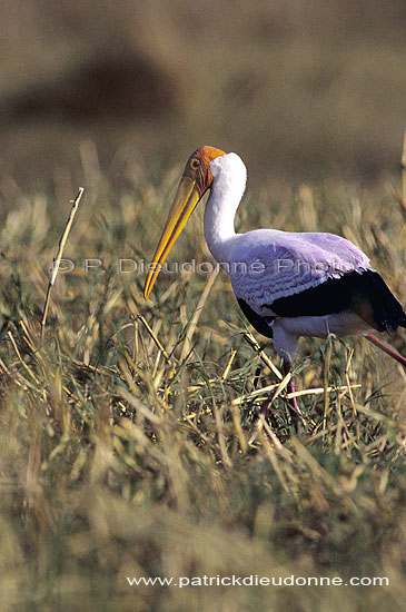 Yellowbilled Stork (Mycteria ibis), Botswana - Tantale africain (SAF-BIR-0177)