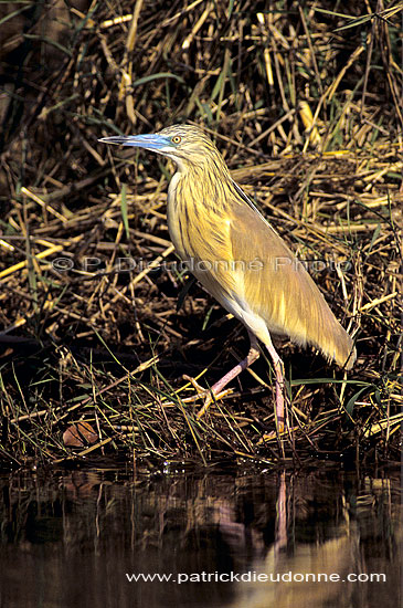 Squacco Heron (Ardeola ralloides) - Heron crabier, Okavango, Botswana (SAF-BIR-0179)