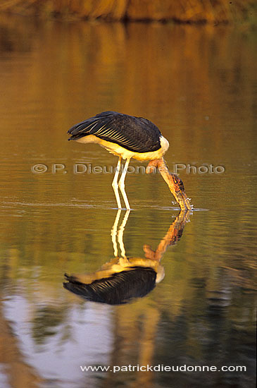 Marabou Stork (Leptoptilos crumeniferus) - Marabout d'Afrique, Afr. du Sud (SAF-BIR-0181)