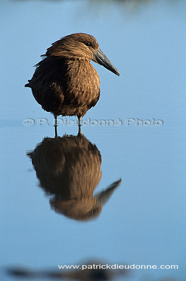 Hamerkop (Scopus umbretta) - Ombrette d'Afrique, Botswana (SAF-BIR-0469)