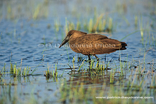 Hamerkop (Scopus umbretta) - Ombrette d'Afrique, Botswana (saf-bir-0193)