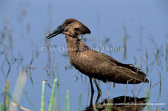 Hamerkop (Scopus umbretta) - Ombrette d'Afrique, Botswana (saf-bir-0194)