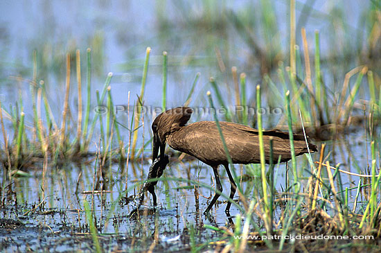 Hamerkop (Scopus umbretta) - Ombrette d'Afrique, Botswana (saf-bir-0195)