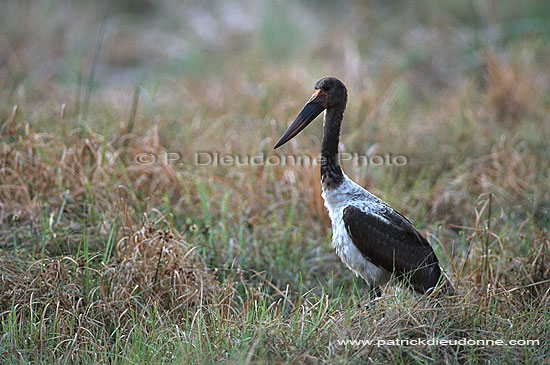 Saddlebilled Stork (Ephippiorynchus senegalensis) - Jabiru d'Afrique, Botswana (saf-bir-0196)