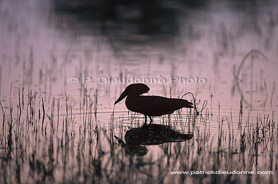 Hamerkop (Scopus umbretta) - Ombrette d'Afrique, Botswana (saf-bir-0198)