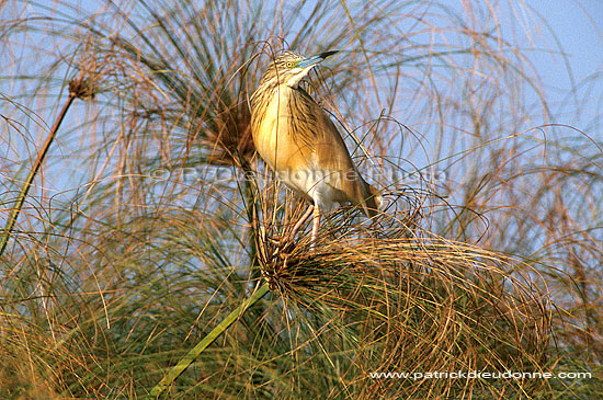Squacco Heron (Ardeola ralloides) - Heron crabier, Okavango, Botswana (saf-bir-0214)