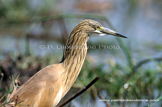 Squacco Heron (Ardeola ralloides) - Heron crabier, Okavango, Botswana (saf-bir-0215)