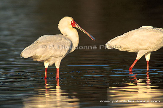 African Spoonbill (Platalea alba), Botswana - Spatule d'Afrique (saf-bir-0218)