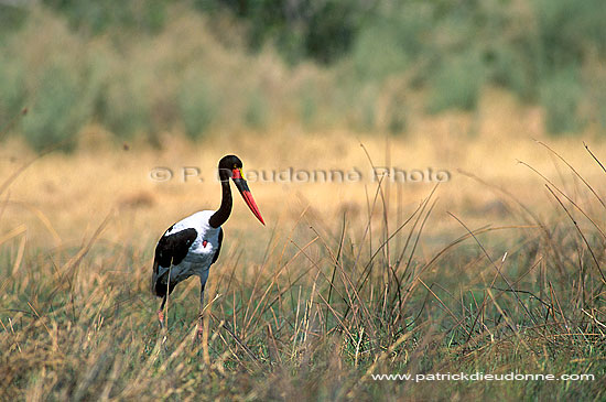 Saddlebilled Stork (Ephippiorynchus senegalensis) - Jabiru d'Afrique, Botswana (saf-bir-0219)