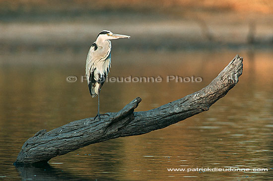 Grey Heron (Ardea cinerea) - Heron cendré, Afrique du Sud (saf-bir-0221)