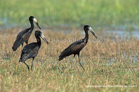 Openbilled Stork (Anastomus lamelligerus) - Bec-ouvert africain, Botswana (saf-bir-0223)