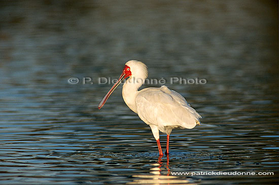 African Spoonbill (Platalea alba), Botswana - Spatule d'Afrique (saf-bir-0224)