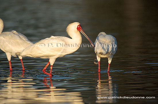 African Spoonbill (Platalea alba), Botswana - Spatule d'Afrique (saf-bir-0225)