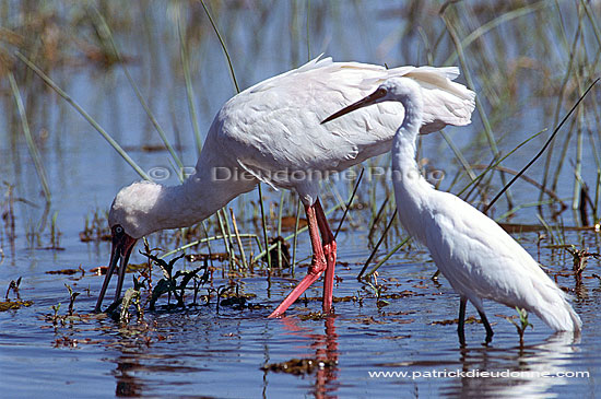 African Spoonbill and Little Egret, Botswana - Spatule d'Afrique (saf-bir-0226)