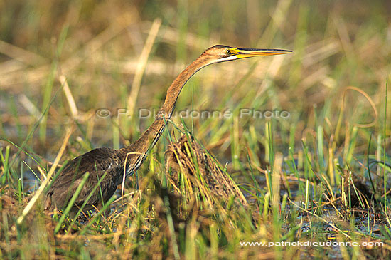 Purple Heron (Ardea purpurea) - Heron pourpré, Okavango, Botswana (saf-bir-0411)