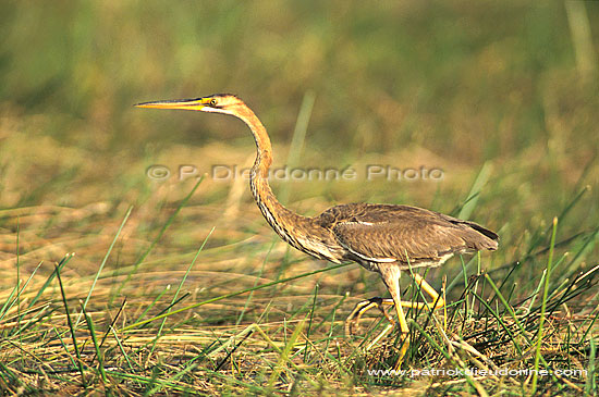 Purple Heron (Ardea purpurea) - Heron pourpré, Okavango, Botswana (saf-bir-0412)