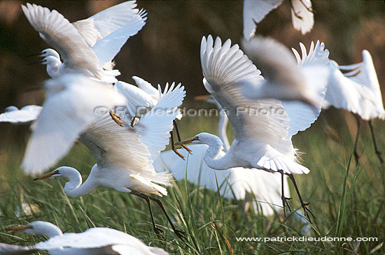 Great White Egret (Egretta alba),Okavango, Botswana - Grande Aigrette (saf-bir-0429)