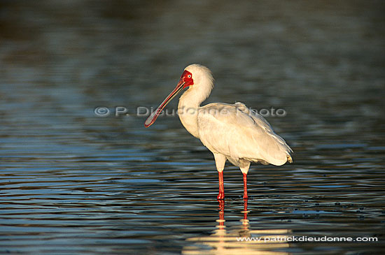 African Spoonbill (Platalea alba), Botswana - Spatule d'Afrique (saf-bir-0438)