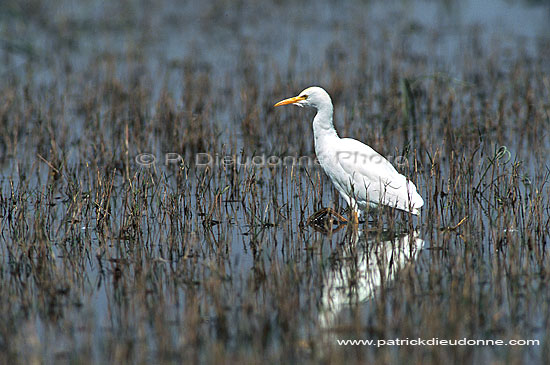 Cattle Egret (Bubulcus ibis), Okavango, Botswana - Heron gardeboeuf (saf-bir-0439)