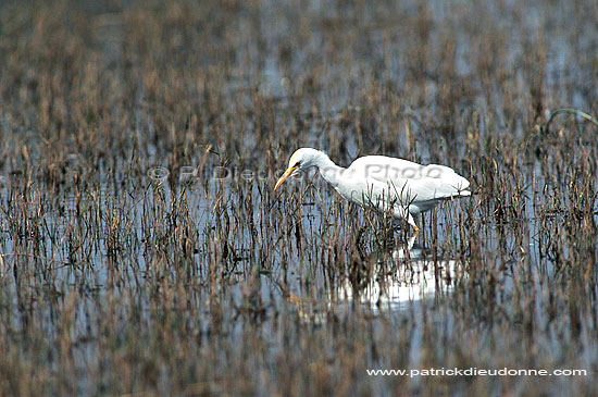 Cattle Egret (Bubulcus ibis), Okavango, Botswana - Heron gardeboeuf (saf-bir-0440)