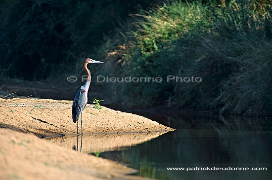 Goliath Heron (Ardea goliath) - Heron goliath, Afrique du Sud (saf-bir-0441)