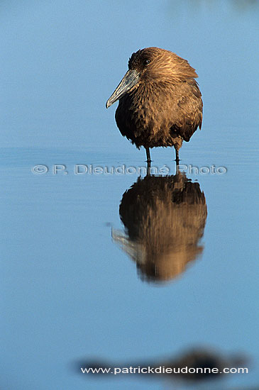 Hamerkop (Scopus umbretta) - Ombrette d'Afrique, Botswana (saf-bir-0470)