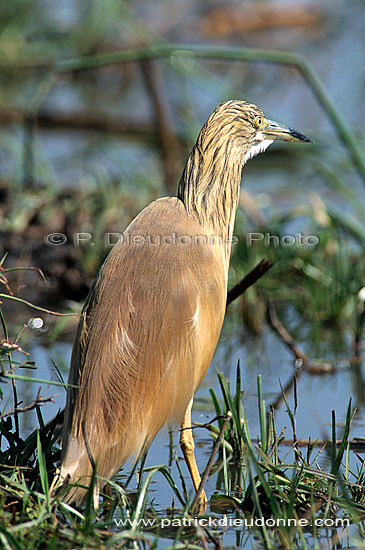 Squacco Heron (Ardeola ralloides) - Heron crabier, Okavango, Botswana (saf-bir-0474)