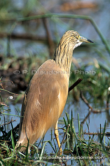 Squacco Heron (Ardeola ralloides) - Heron crabier, Okavango, Botswana (saf-bir-0474)