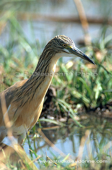 Squacco Heron (Ardeola ralloides) - Heron crabier, Okavango, Botswana (saf-bir-0475)