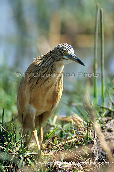 Squacco Heron (Ardeola ralloides) - Heron crabier, Okavango, Botswana (saf-bir-0476)