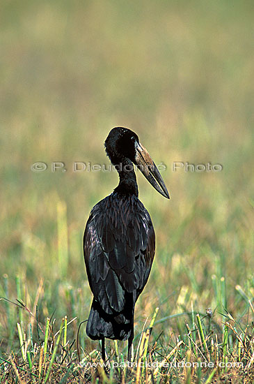 Openbilled Stork (Anastomus lamelligerus) - Bec-ouvert africain, Botswana (saf-bir-0478)