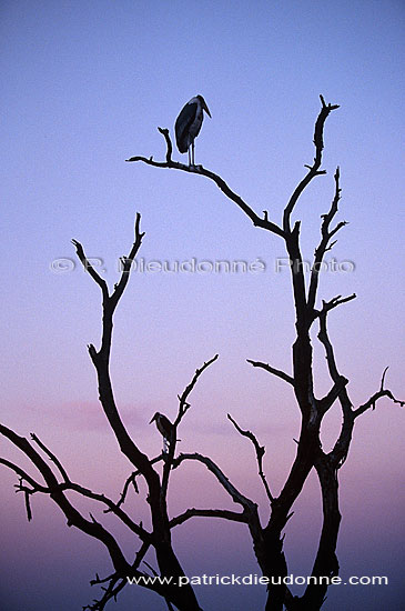 Marabou Stork (Leptoptilos crumeniferus) - Marabout d'Afrique, Afrique du sud (saf-bir-0480)