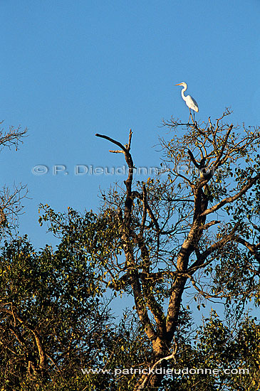 Great White Egret (Egretta alba), Okavango, Botswana - Grande Aigrette (saf-bir-0481)