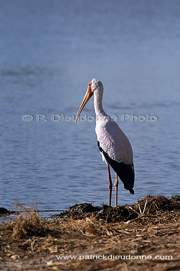 Yellowbilled Stork (Mycteria ibis), Botswana - Tantale africain (saf-bir-0484)