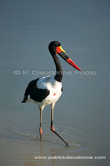Saddlebilled Stork (Ephippiorynchus senegalensis) - Jabiru d'Afrique (saf-bir-0558)