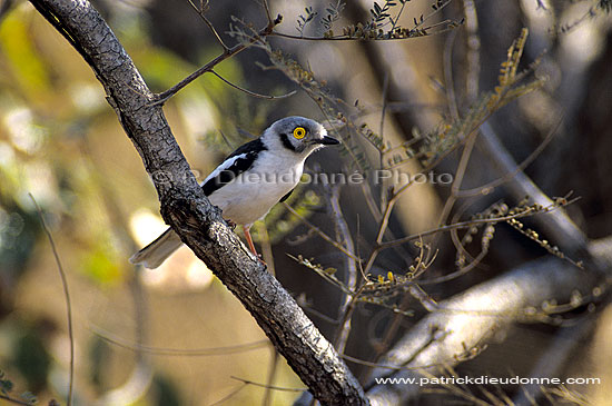 White Helmet Shrike (Prionops plumatus), S. Africa - Bagadais casqué (SAF-BIR-0022)