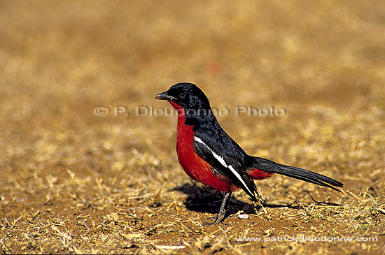 Crimsonbreasted Shrike (Laniarius atrococcineus) - Gonolek rouge et noir, Af. du sud (SAF-BIR-0024)