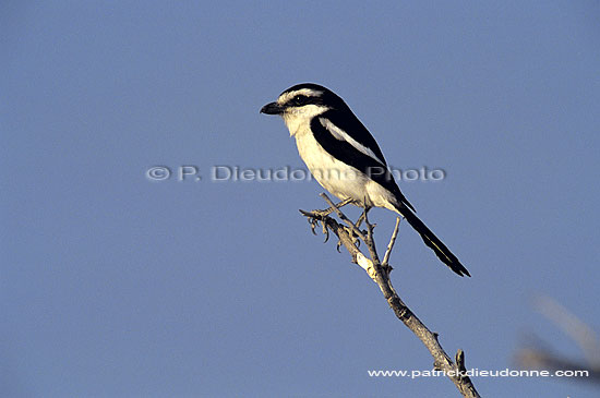 Fiscal Shrike (Lanius collaris), Namibia - Pie-grièche fiscale, Namibie (SAF-BIR-0065)