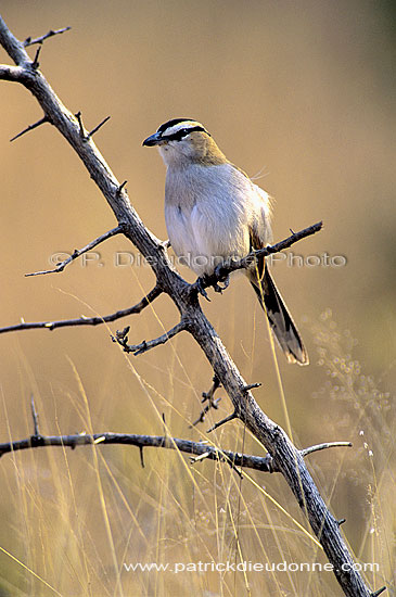 Blackcrowned Tchagra (Tchagra senegala), S. Africa - Tchagra à tête noire (SAF-BIR-0135)