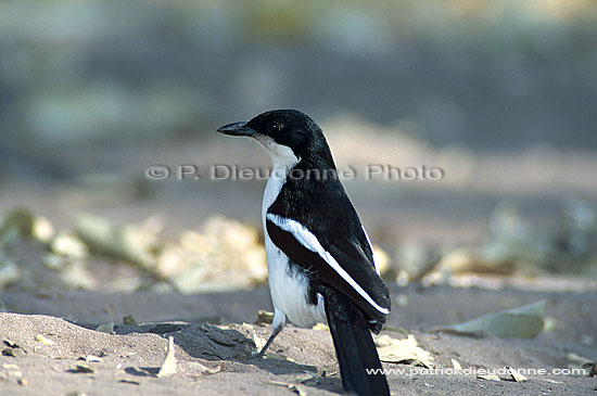 Swamp Boubou (Laniarius bicolor) - Gonolek à ventre blanc, Botswana (saf-bir-0269)