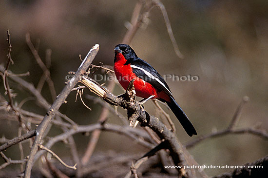 Crimsonbreasted Shrike (Laniarius atrococcineus) - Gonolek rouge et noir, Afrique du Sud (saf-bir-0270)